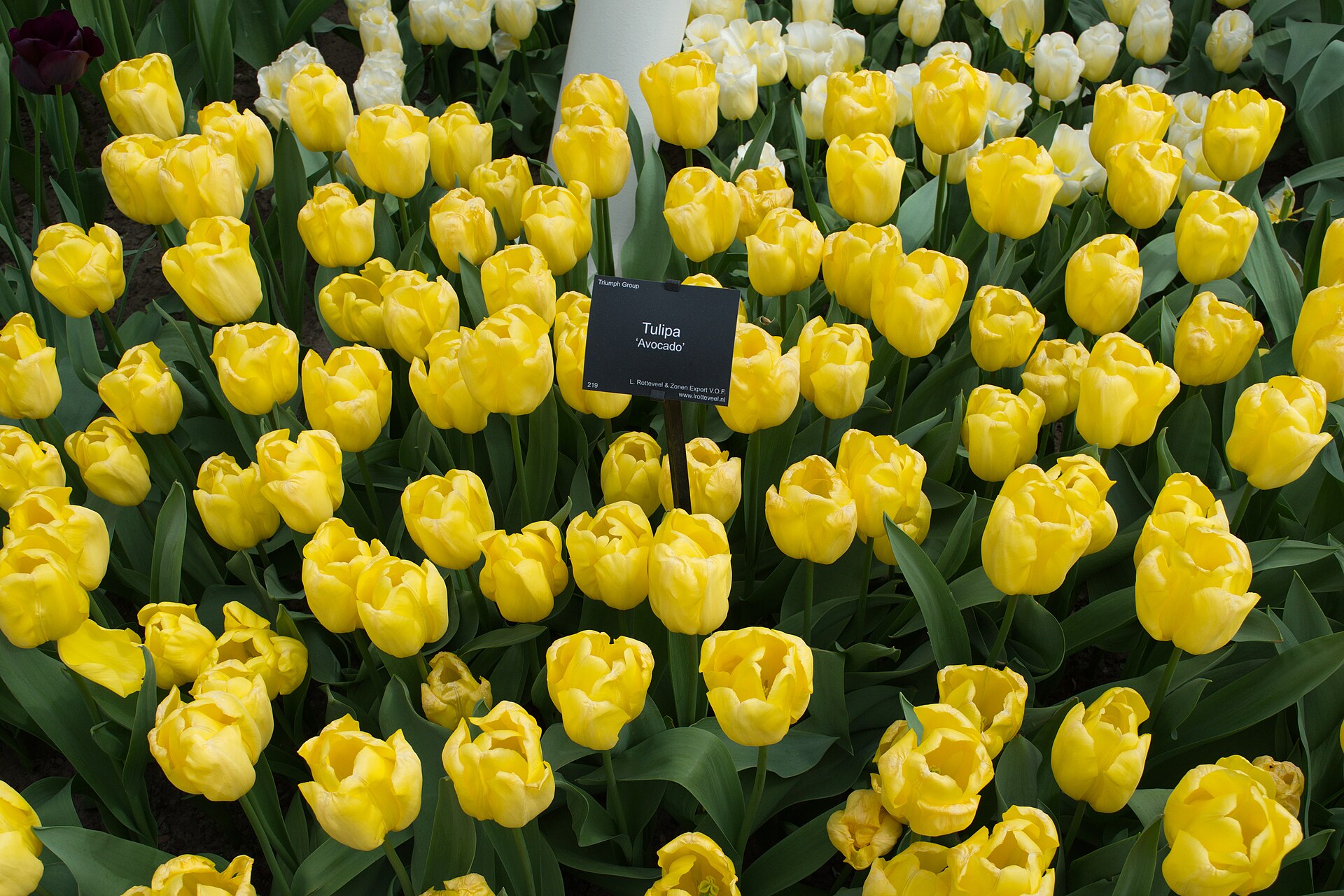 Gula tulpaner i Keukenhof