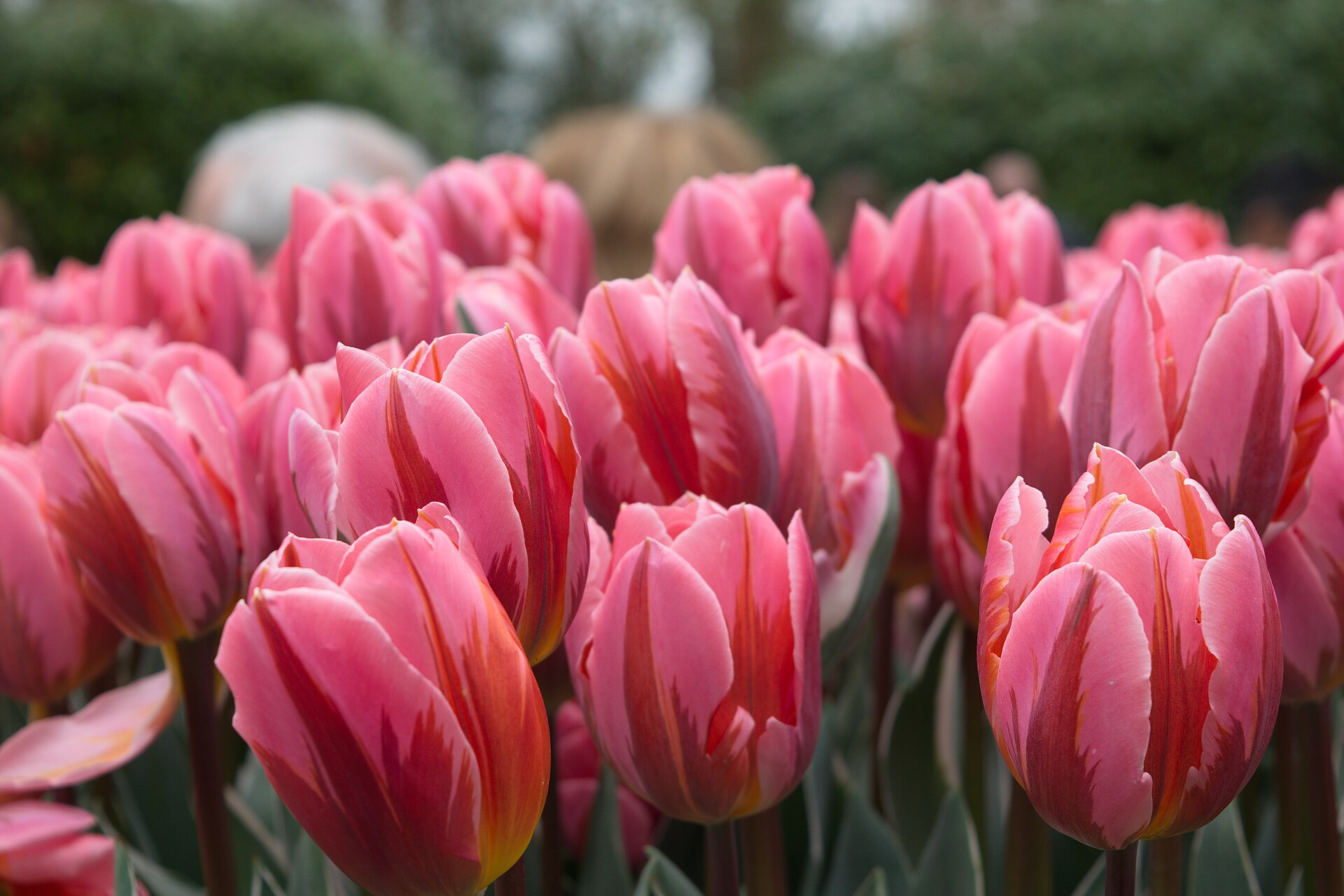 Rosa tulpaner i Keukenhof